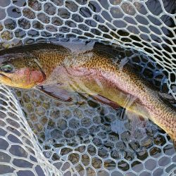 10/16　雨の中でサクラマス連発！ ～フィッシングパーク高島の泉～